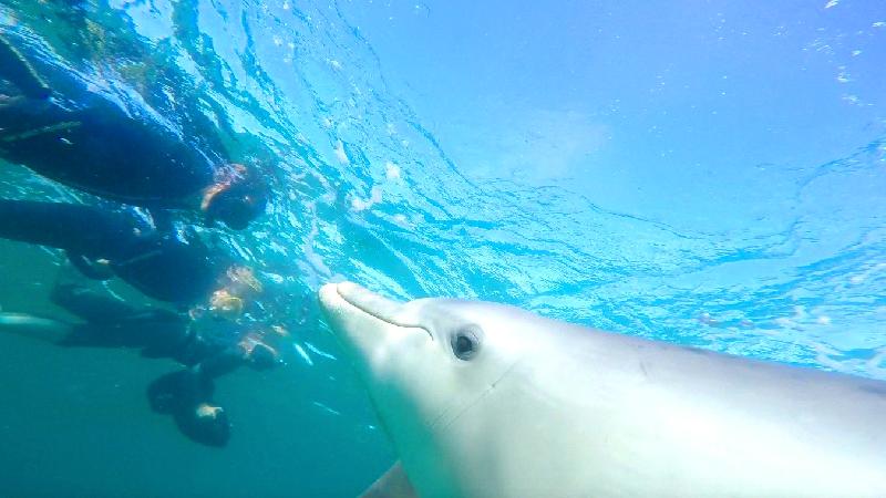 Have you ever dreamed of swimming with wild dolphins?With over 25 years of experience & friendship built up with local dolphins, we offer visitors a unique opportunity to interact with these creatures